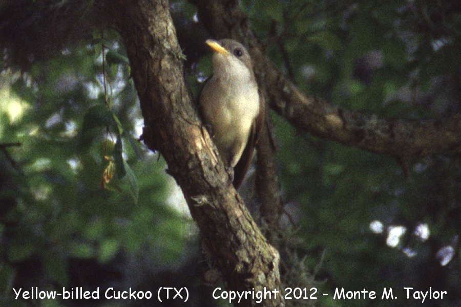 Yellow-billed Cuckoo -spring- (Texas)
