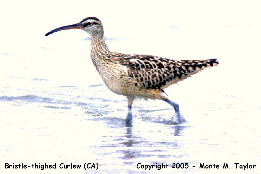 Bristle-thighed Curlew -May 17th, 1998- (Point Reyes, California)