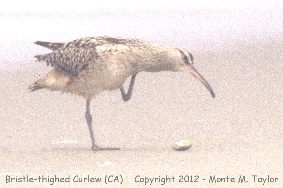 Bristle-thighed Curlew -May 17th, 1998- (Point Reyes, California)