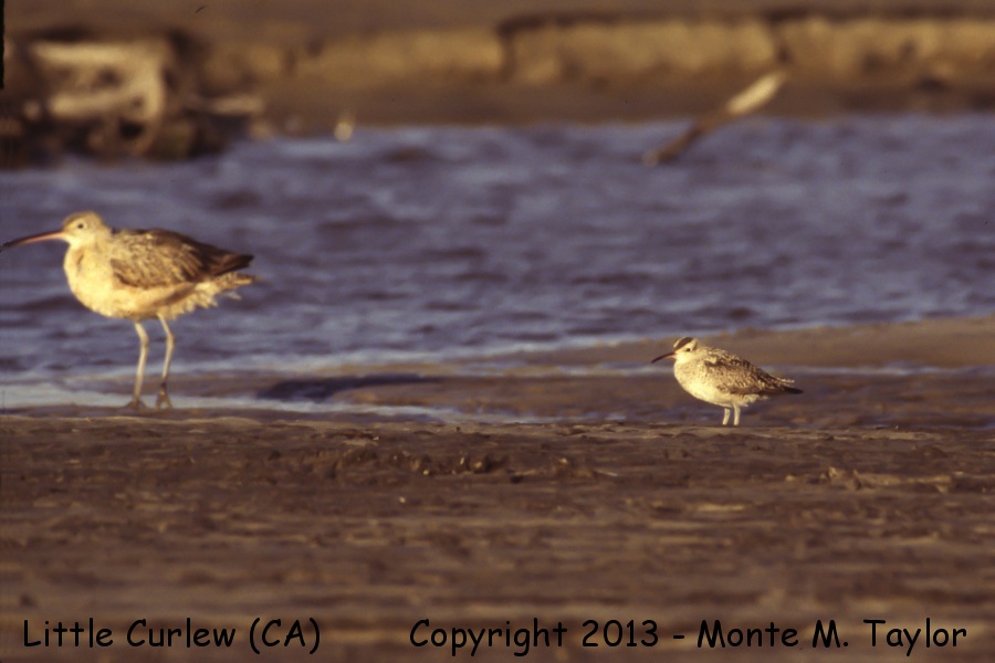 Little Curlew -Aug 10th, 1993 w/ Whimbrel and Long-billed Curlew- (near Santa Maria, California)