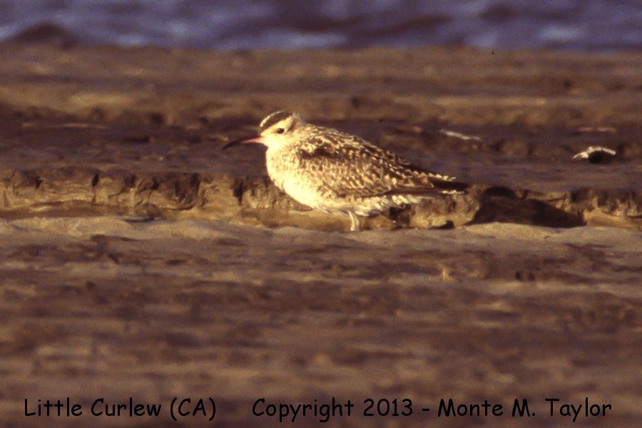 Little Curlew -Aug 10th, 1993- (near Santa Maria, California)