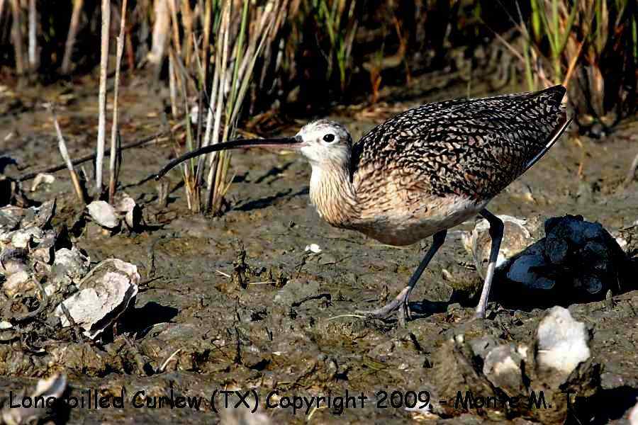 Long-billed Curlew -winter- (Texas)
