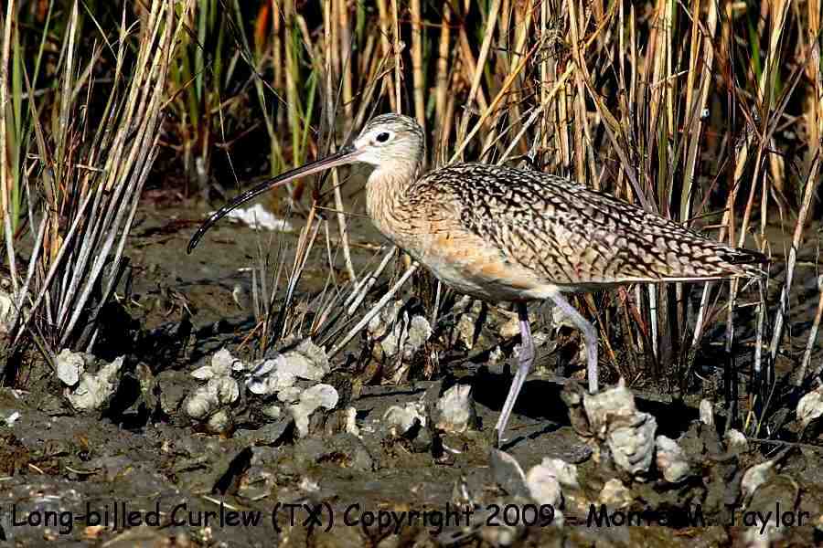 Long-billed Curlew -winter- (Texas)