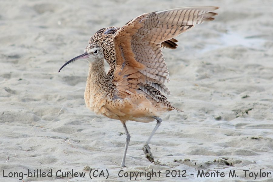 Long-billed Curlew -summer- (California)