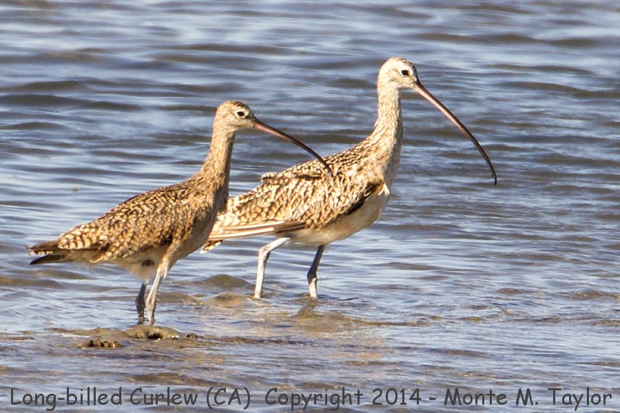 Long-billed Curlew -summer- (California)
