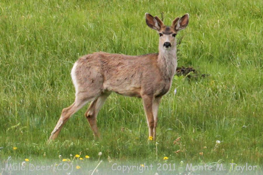 Mule Deer -spring buck- (Colorado)