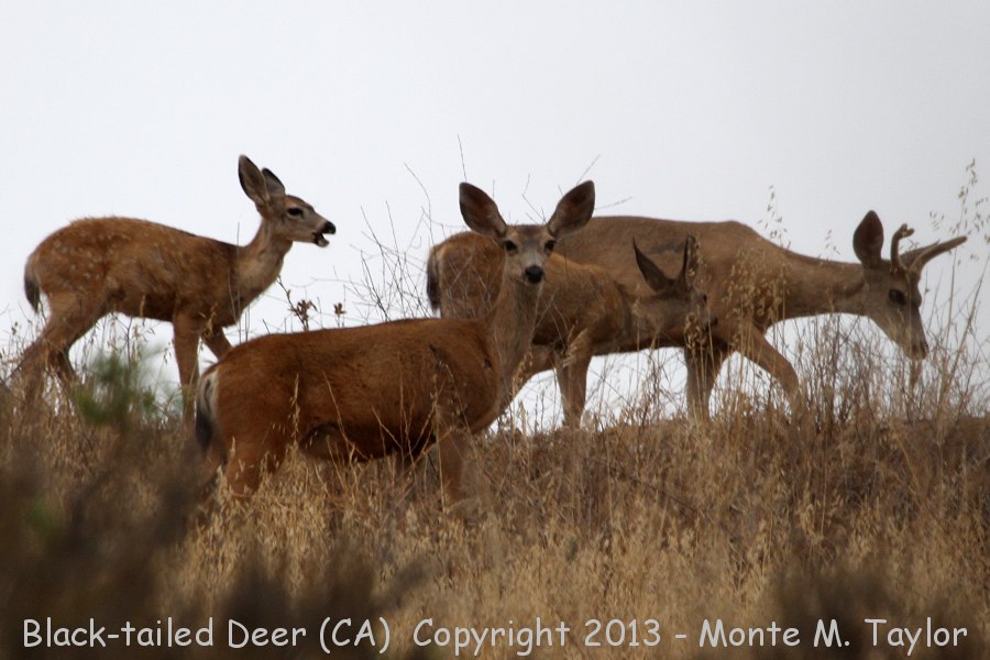 Black-tailed Deer -summer- (California)