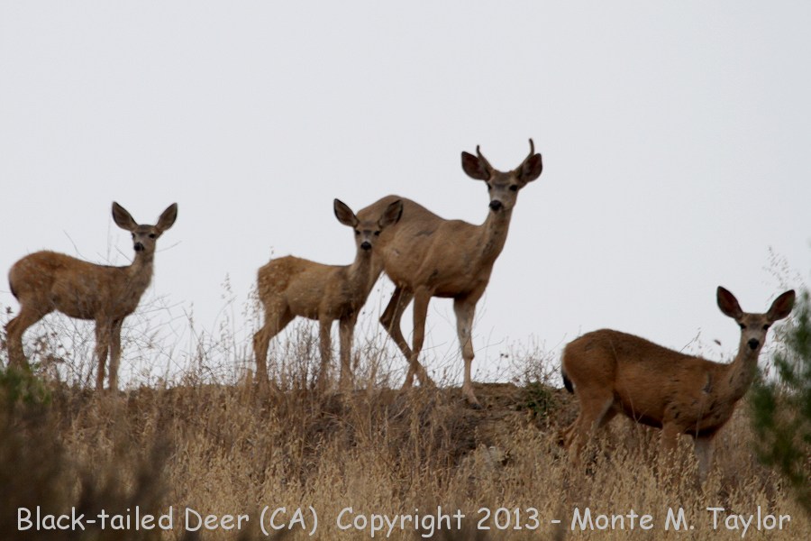 Black-tailed Deer -summer- (California)
