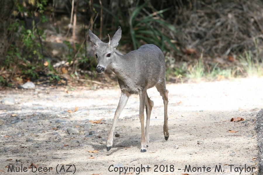 Mule Deer -fall young buck- (Arizona)