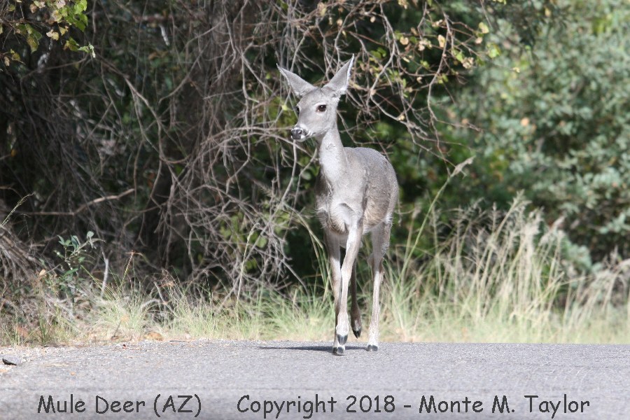 Mule Deer -fall female- (Arizona)