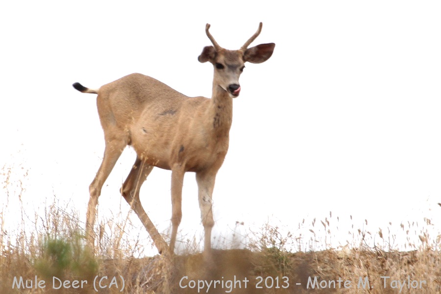 Mule Deer -summer- (California)