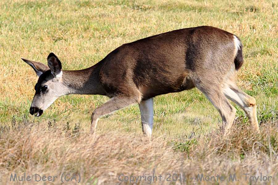 Mule Deer -winter- (California)