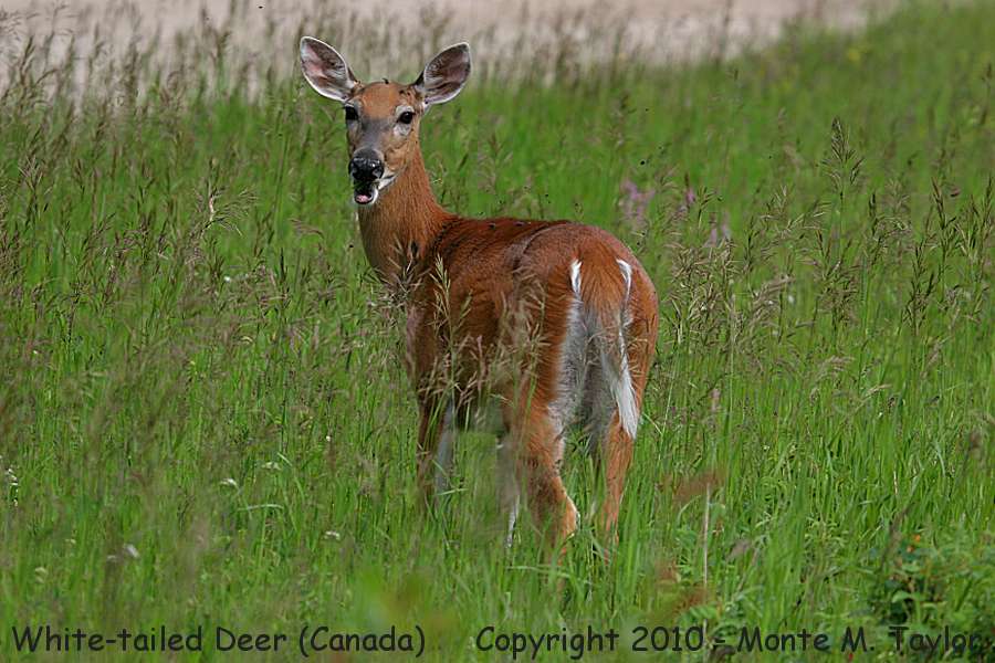 White-tailed Deer -summer- (Manitoba, Canada)