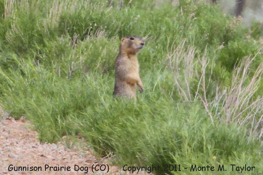 Gunnison Prairie Dog -spring- (Gunnison, Colorado)