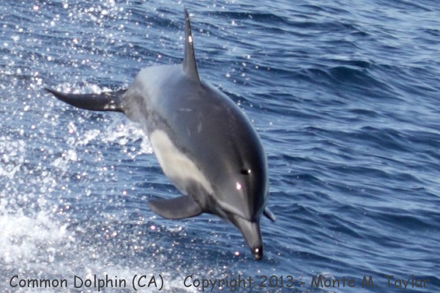 Common Dolphin -fall- (California)