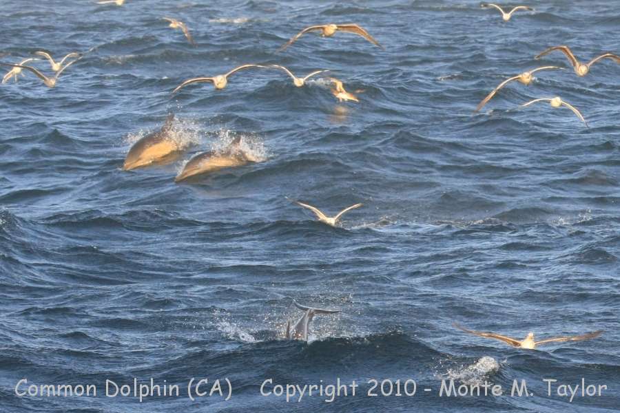 Common Dolphin -spring- (California)