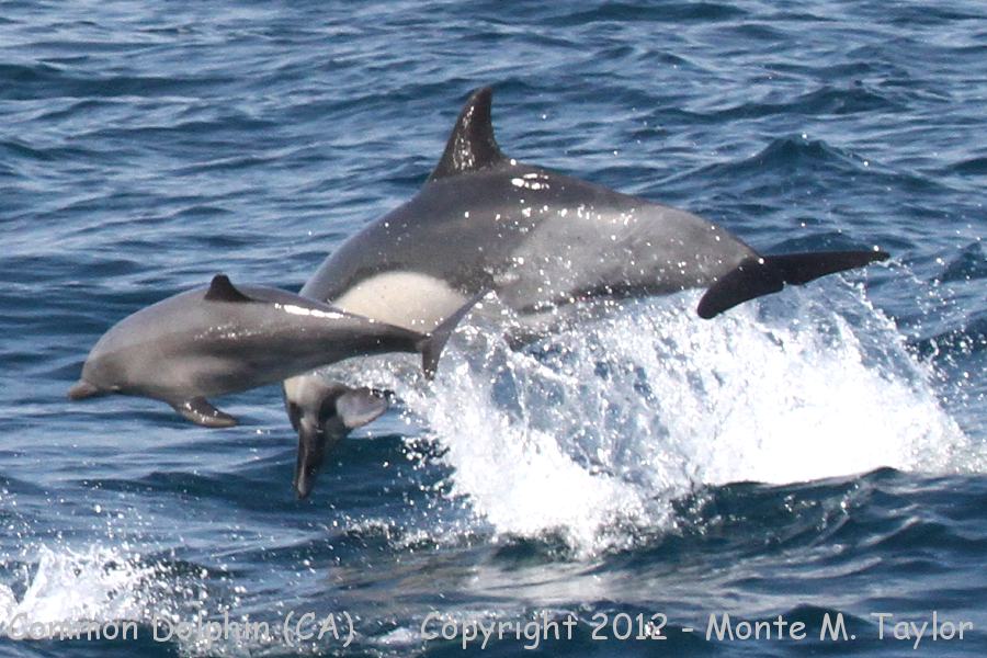 Common Dolphin -summer female and calf- (California)