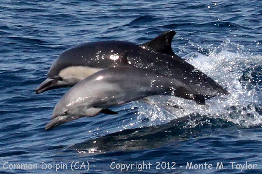 Common Dolphin -summer female and calf- (California)