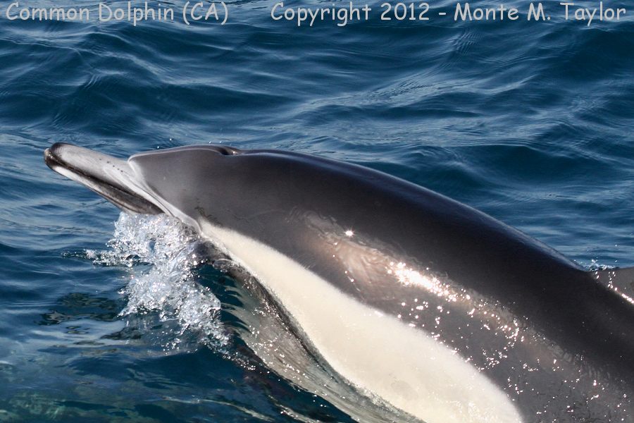 Common Dolphin -summer- (California)