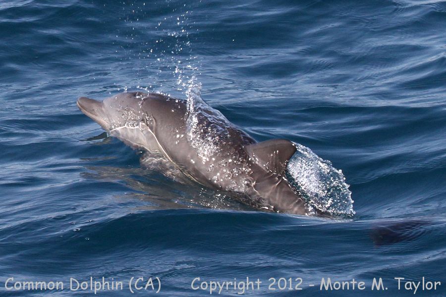 Common Dolphin -summer calf- (California)