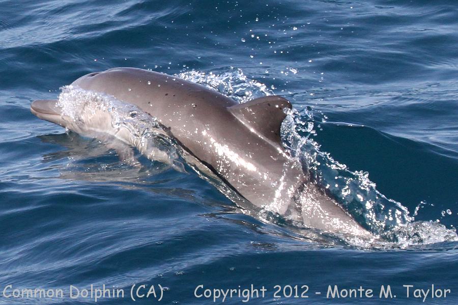 Common Dolphin -summer calf- (California)