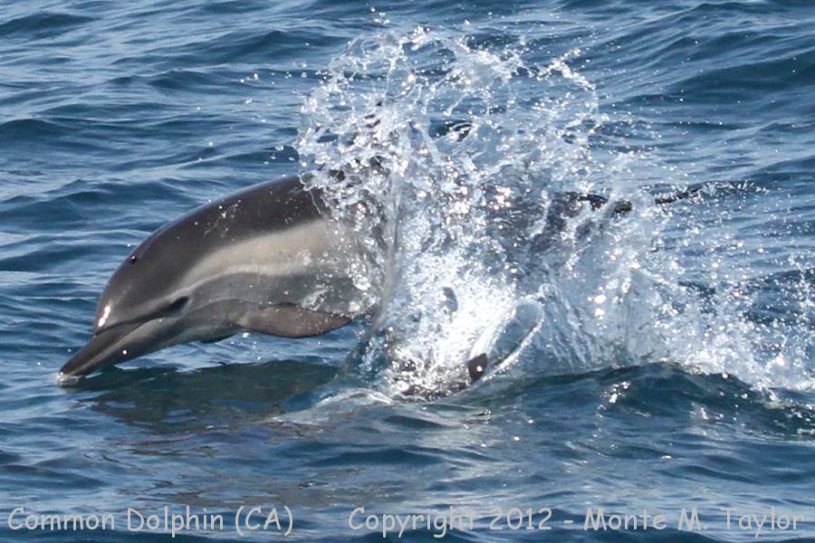 Common Dolphin -summer- (California)