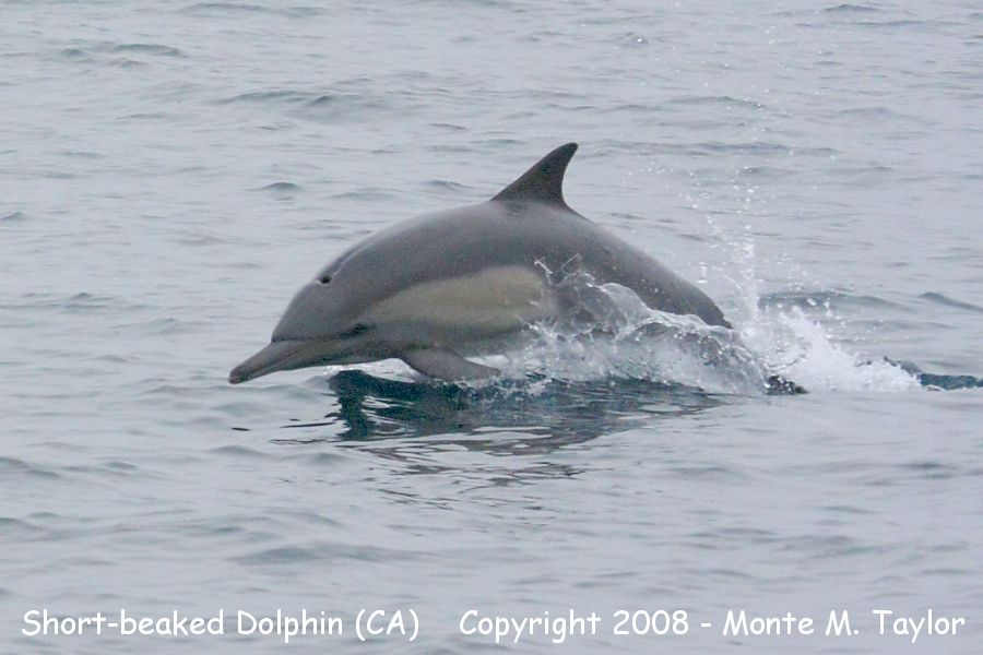 Common Dolphin -spring short-beaked- (California)