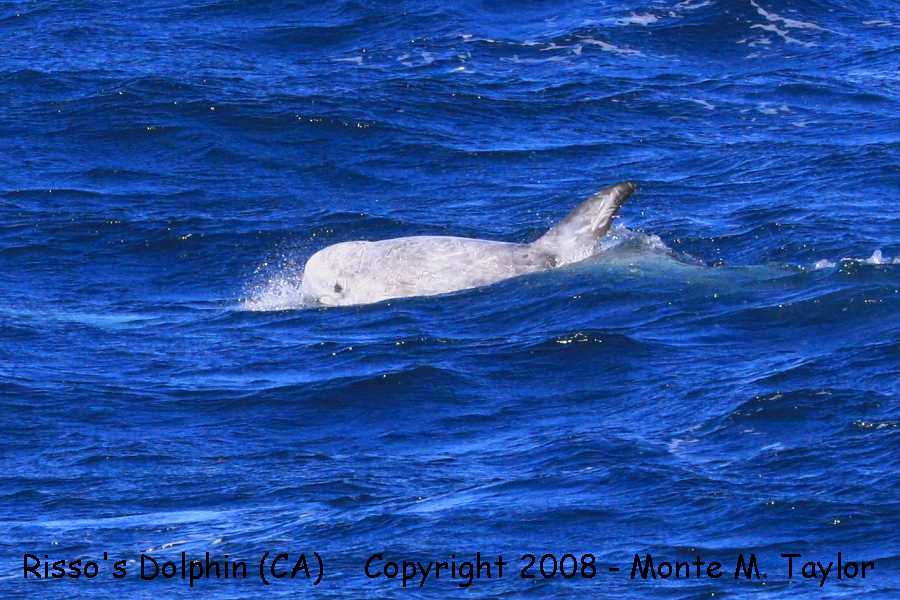 Risso's Dolphin -fall- (Monterey, California)