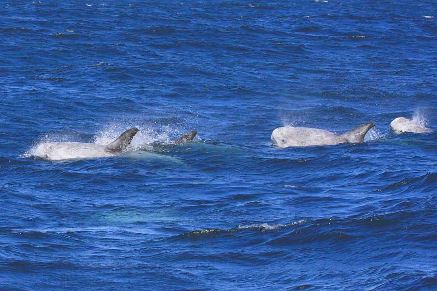 Risso's Dolphin -fall- (Monterey, California)