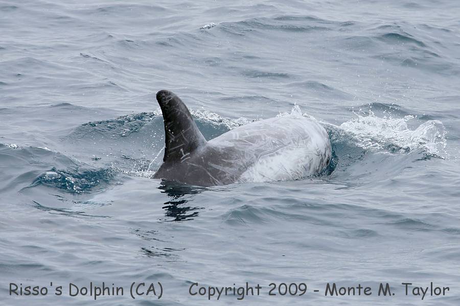 Risso's Dolphin -spring- (California)