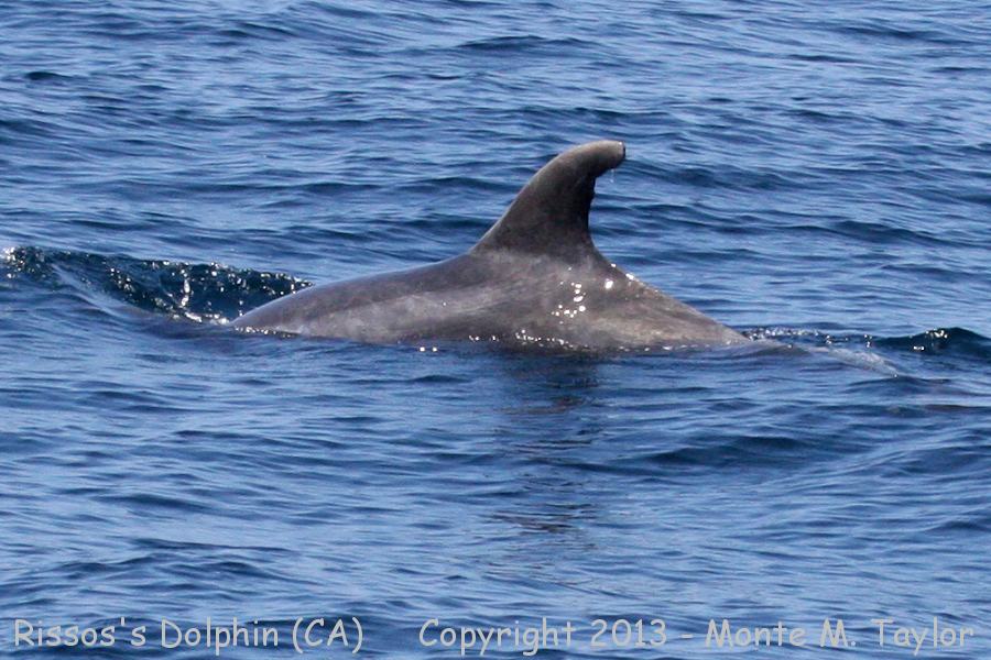 Risso's Dolphin -summer- (California)
