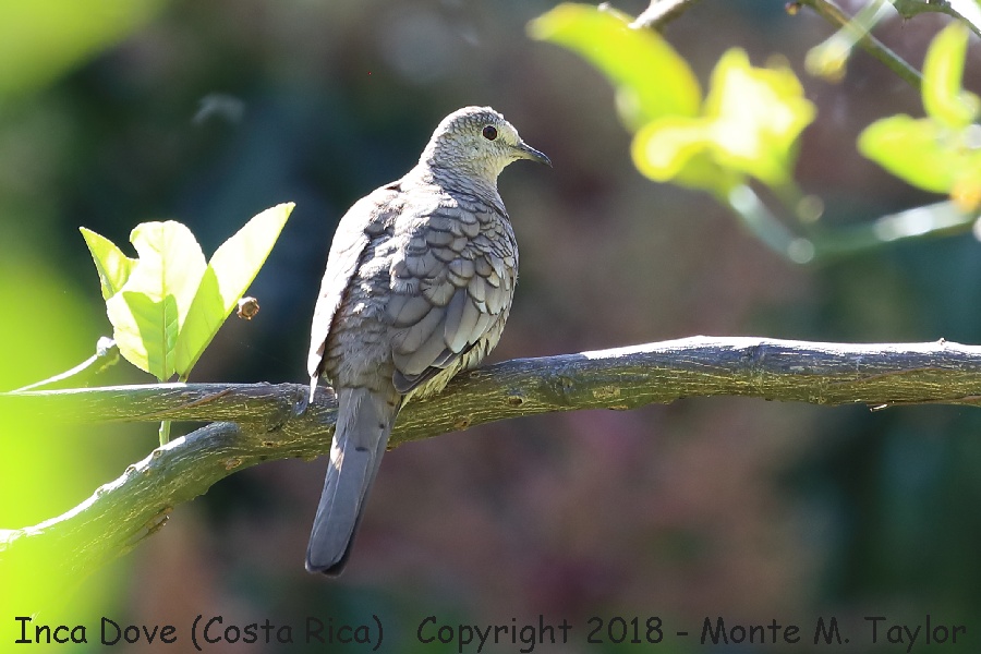Inca Dove -winter- (Costa Rica)