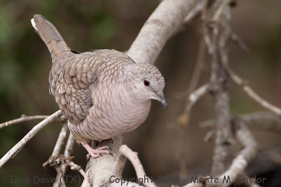 Inca Dove -winter- (Texas)