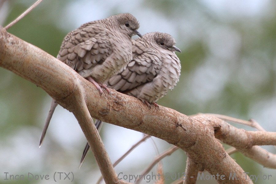 Inca Dove -winter- (Texas)