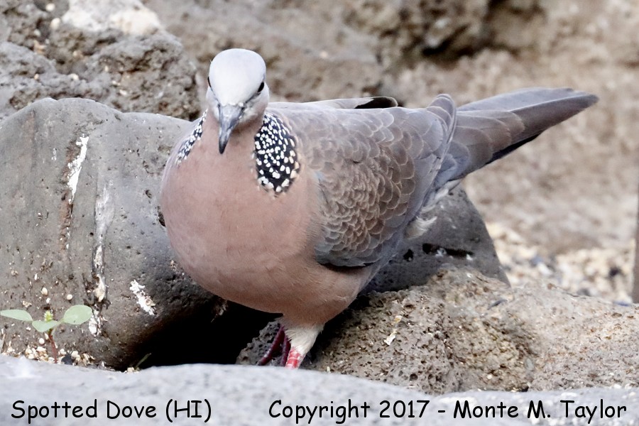 Spotted Dove -spring- (Big Island, Hawai'i)