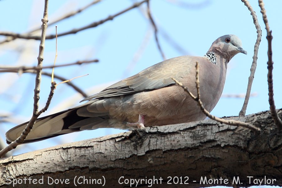 Spotted Dove -winter- (China)