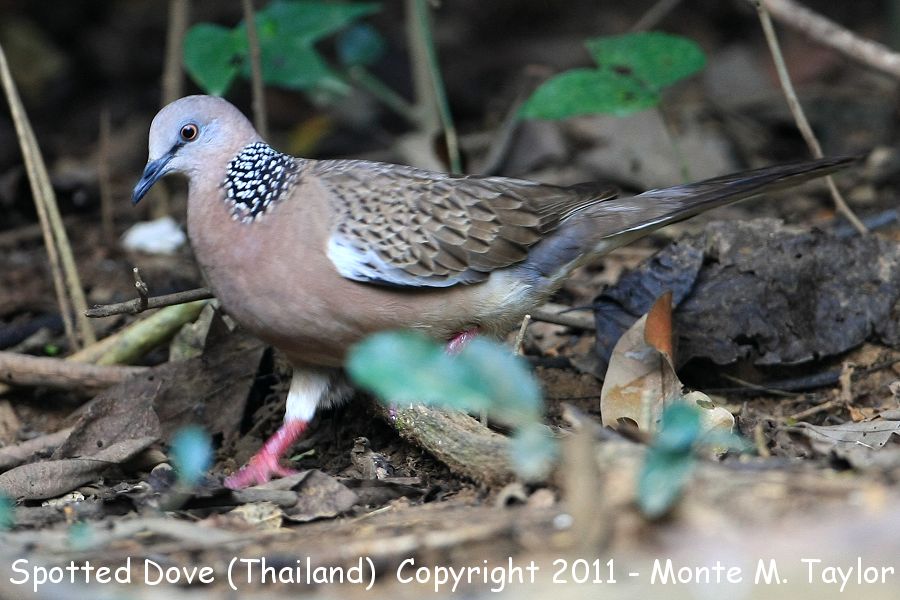 Spotted Dove -winter- (Kaeng Krachan National Park, Petchaburi, Thailand)