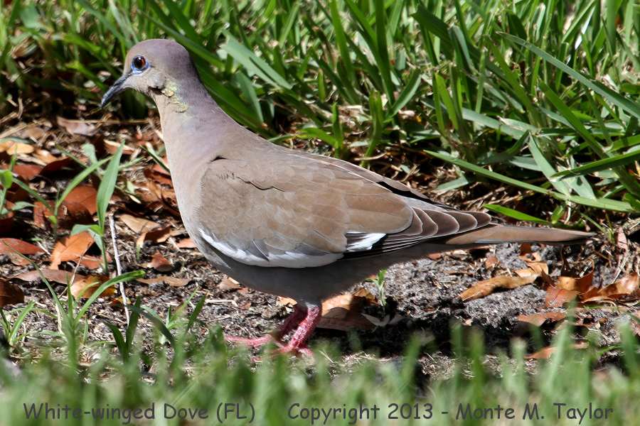 White-winged Dove -spring- (Florida)