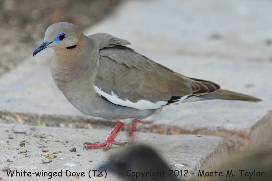 White-winged Dove -spring- (Texas)