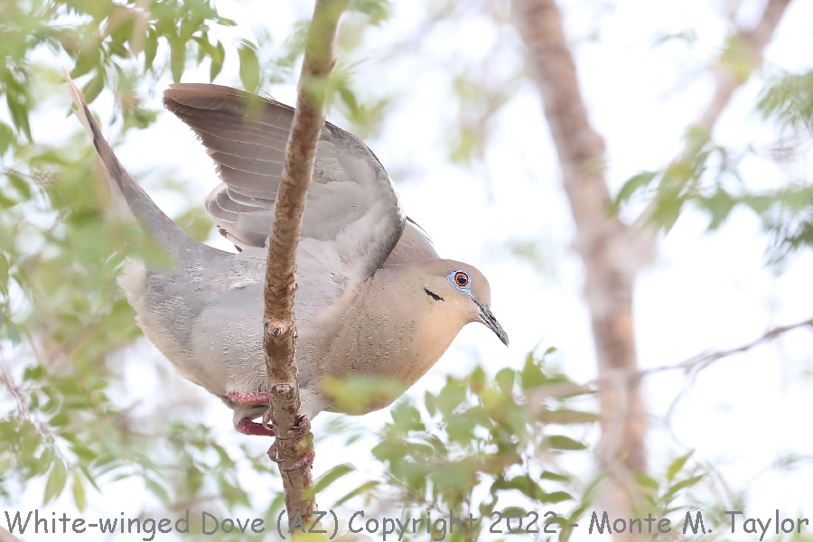 White-winged Dove -summer- (Arizona)
