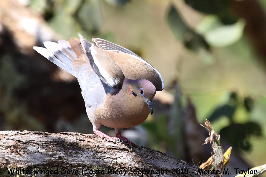 White-winged Dove -winter- (Costa Rica)