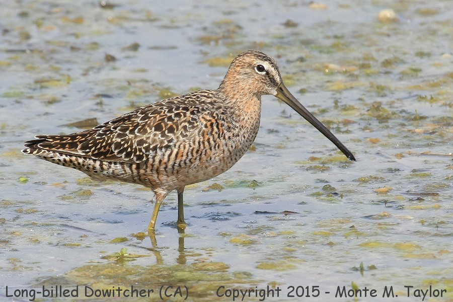 Long-billed Dowitcher -spring- (Texas)