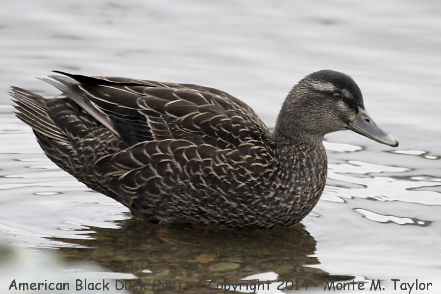 American Black Duck -spring female- (Newfoundland)