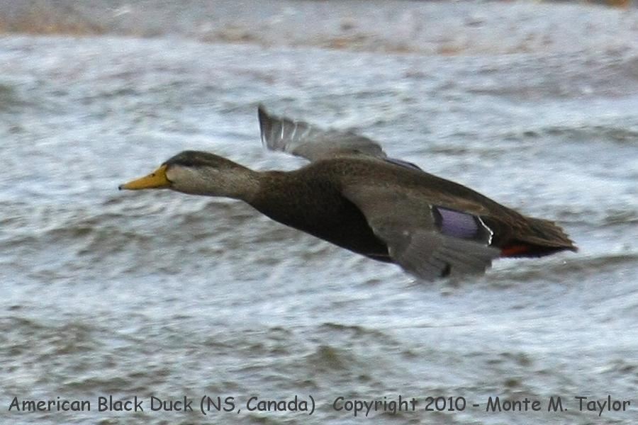 American Black Duck -winter female- (Nova Scotia, Canada)