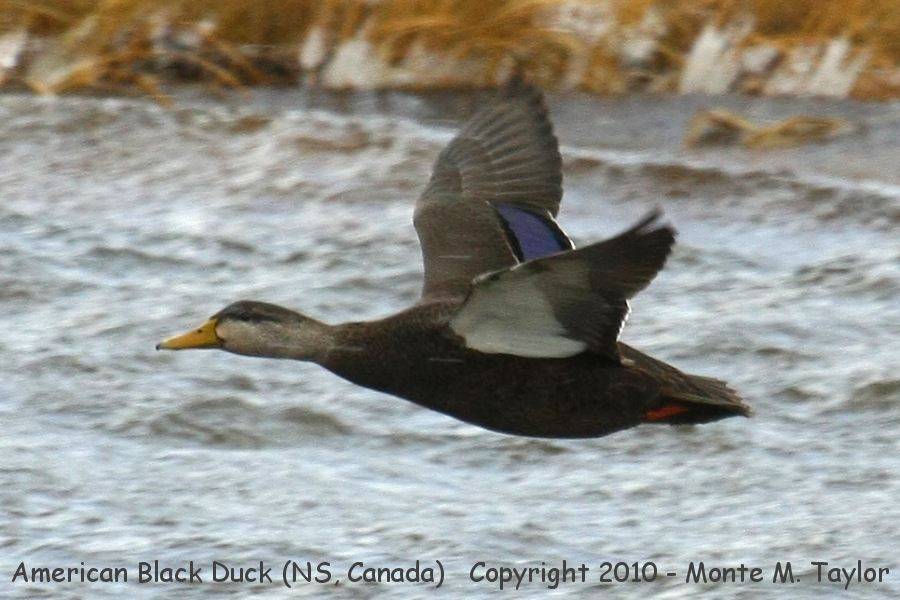 American Black Duck -winter female- (Nova Scotia, Canada)