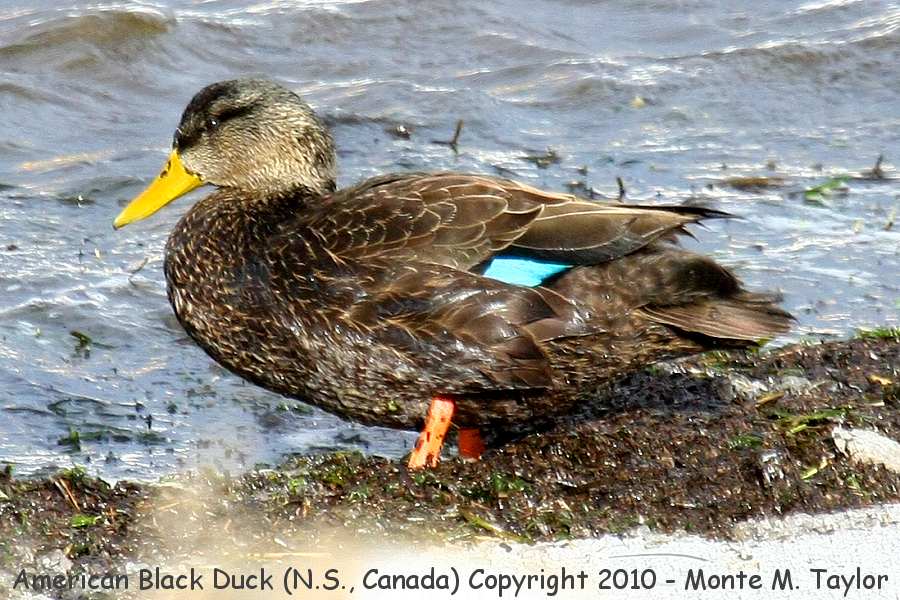 American Black Duck -winter male- (Nova Scotia, Canada)
