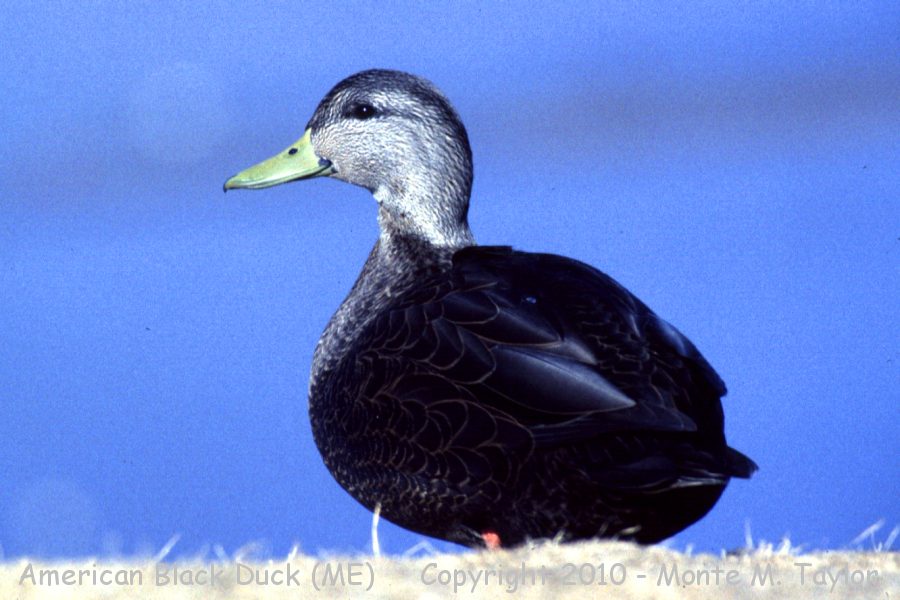 American Black Duck -winter male- (Maine)