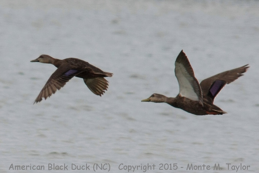 American Black Duck -spring male & female- (North Carolina)