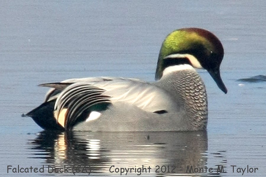 Falcated Duck -Dec 17th, 2011 male- (Colusa NWR, California)