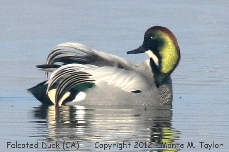 Falcated Duck -fall male- (Colusa NWR, California)